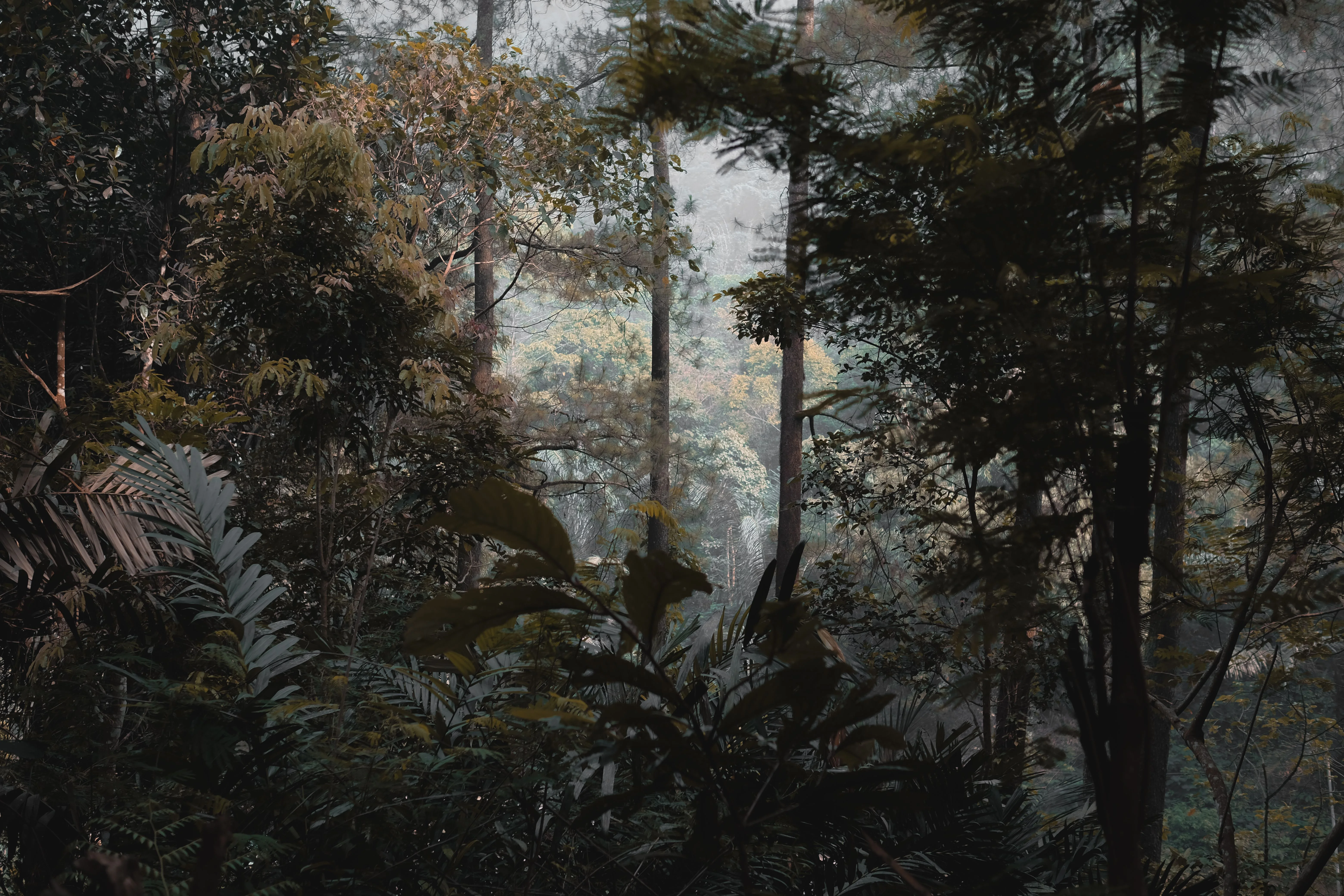MAHINDRA RAINFOREST